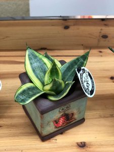 ​怎样促使虎皮兰冒新芽