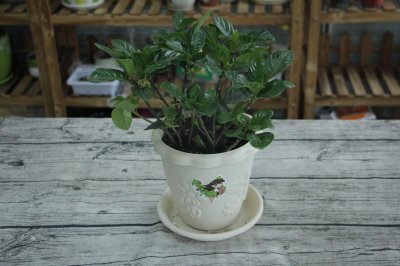 ​栀子花怎么多开花