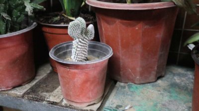 ​仙人掌多少年开一次花