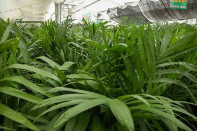 ​阳台如何养夏威夷椰子，需要注意什么