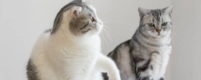 ​猫是怎样的动物 猫是这样的