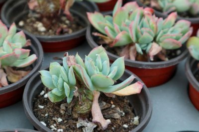 ​多肉休眠期是什么时候