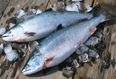 ​三文鱼搭配什么蔬菜