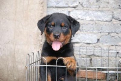 ​柯基冬天掉毛严重什么真相柯基犬冬天掉毛