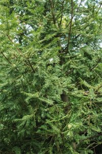 ​红豆杉家庭种植方法