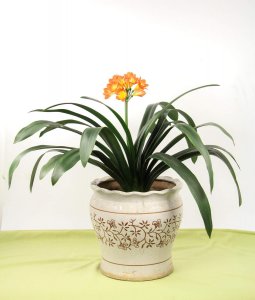 ​君子兰几月份移栽好