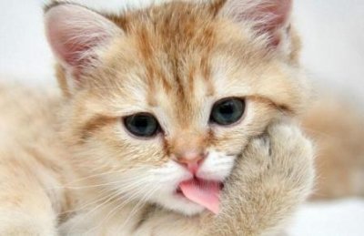 ​幼犬发抖 狗狗幼犬一直发抖