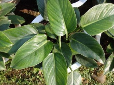 ​叶色鲜亮观赏性极佳，金钻蔓绿绒盆景名字高端，养护却很简单！