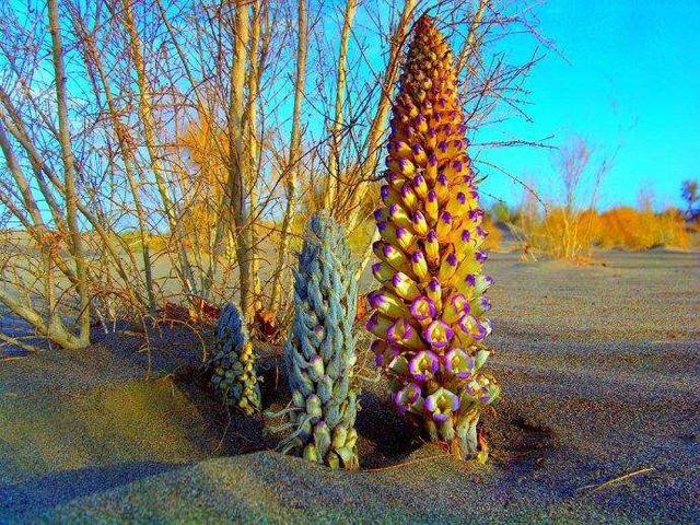 野生沙漠人参(沙漠里的人参娃)(2)