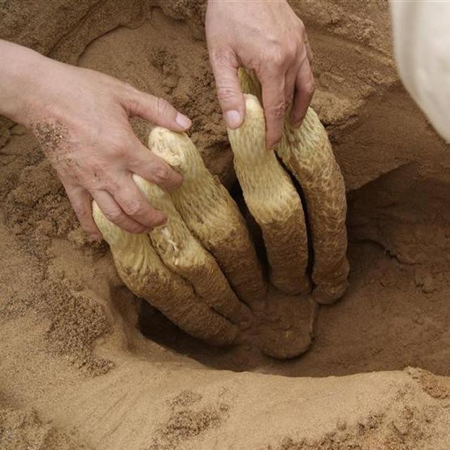 野生沙漠人参(沙漠里的人参娃)(3)