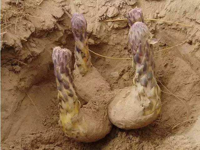 野生沙漠人参(沙漠里的人参娃)(4)