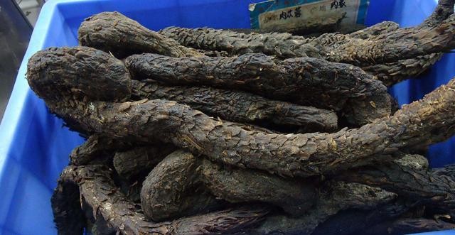 野生沙漠人参(沙漠里的人参娃)(5)