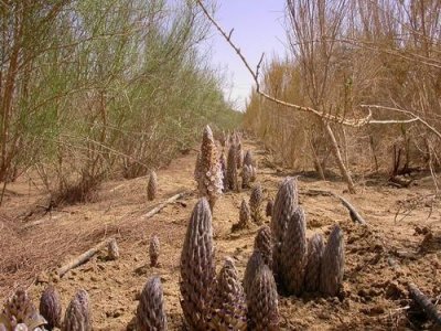 ​野生沙漠人参（沙漠里的人参娃）