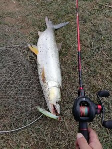 ​0.6pe线可以钓多大的鱼（0.6pe线选购攻略）