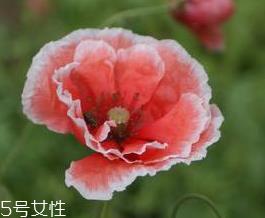 罂粟的功效是可治久咳 罂粟的功效是可治久咳