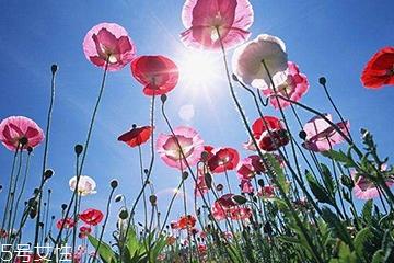 罂粟的功效是可治久咳 罂粟的功效是可治久咳