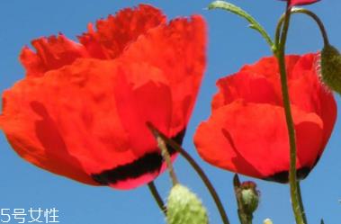 罂粟的功效是可治久咳 罂粟的功效是可治久咳