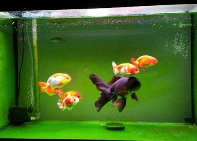 ​鱼缸里面长绿苔怎么样防治处理方法