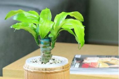 ​巴西木的养殖方法