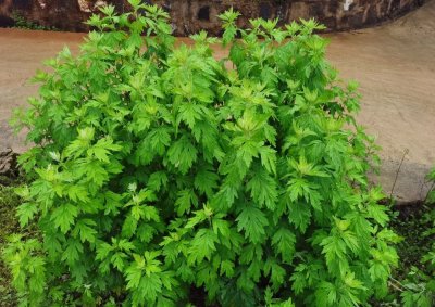 ​艾叶草的作用 有很多的人并不知道艾叶有多少的用处？
