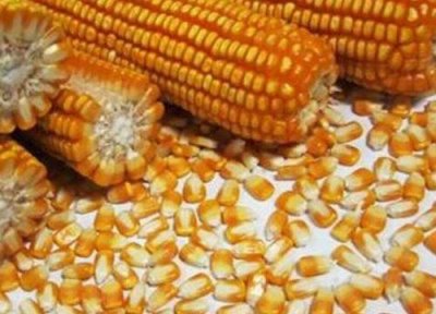 ​玉米25个水和14个水差多少钱