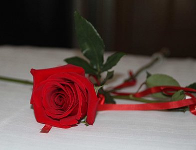 ​月季花的花期怎么护理