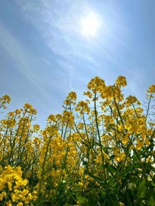 ​油菜花什么季节开