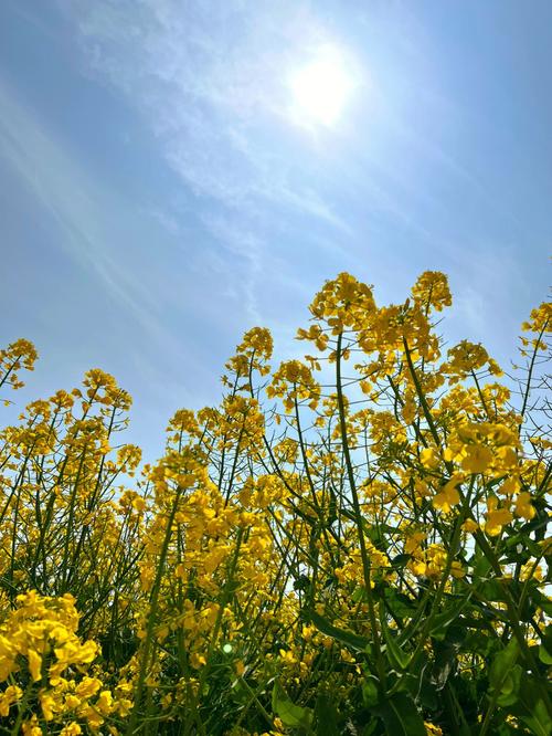 油菜花什么季节开