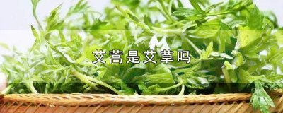 ​艾叶艾草艾蒿是一个吗 艾叶属于蒿草吗