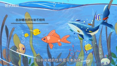 ​鱼鳍的作用有哪些