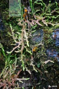 ​铺地蜈蚣，见过吗？清热润肺。主治气喘、咳嗽