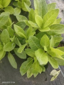 ​明月草的种植方法（明月草怎么种）