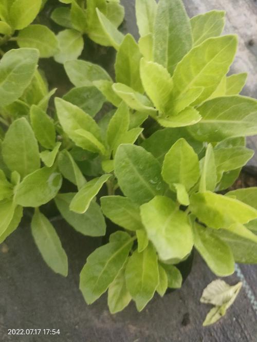 明月草的种植方法（明月草怎么种）