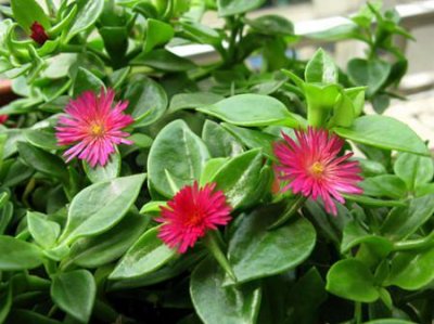 ​牡丹吊兰和田七有什么区别