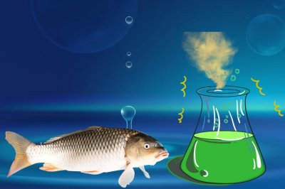 ​鲫鱼吃什么食物为主（家里养鲫鱼吃什么食物）