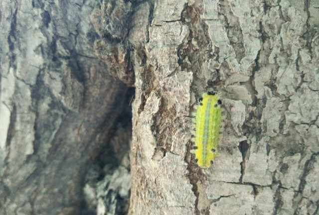 身上被百刺毛蛰了应该怎样处理好