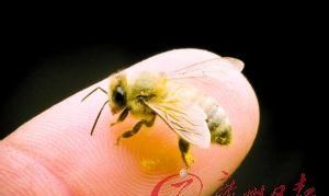 烟台有一种扎人的动物叫波次猫儿被扎了以后怎么才能不疼