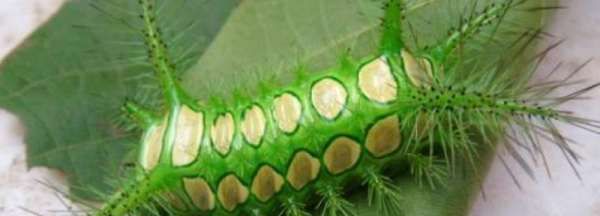 波刺毛蛰了怎么处理,波刺毛蛰了怎么处理图4