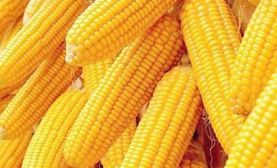 ​吃玉米是否可以减肥(玉米有利于减肥吗)
