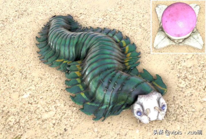 古马陆吃什么（方舟生存进化生物篇古马陆）