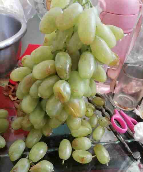 葡萄可以寄快递吗,顺丰快递葡萄可以寄