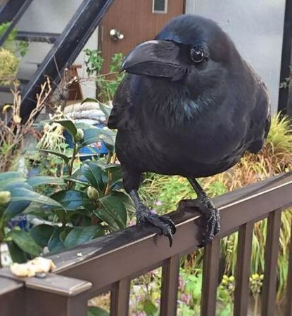 乌鸦吃什么食物为主