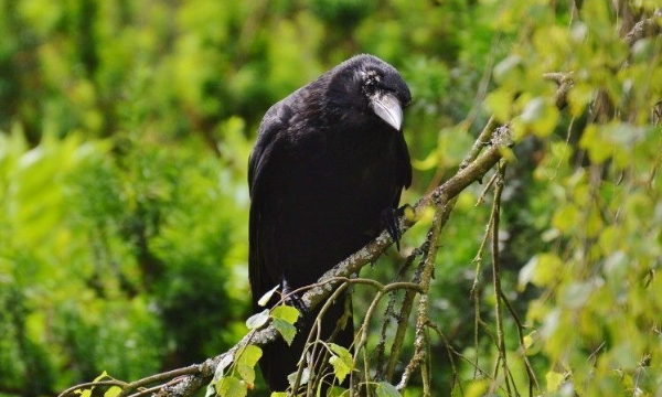 乌鸦吃什么食物为生,乌鸦要怎么养?它吃什么?图1