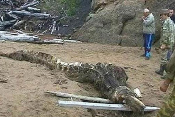 中国不敢公开发现龙 神话传说可以现实中绝无可能出现