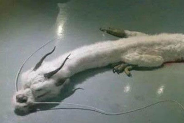 中国不敢公开发现龙 神话传说可以现实中绝无可能出现