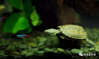 ​乌龟的致命的吃什么会死（乌龟吃什么可以死得快）