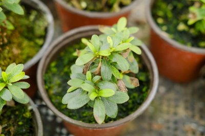 ​杜鹃花落叶是什么原因，有没有补救办法