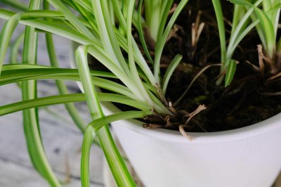 ​吊兰移植后要浇水吗