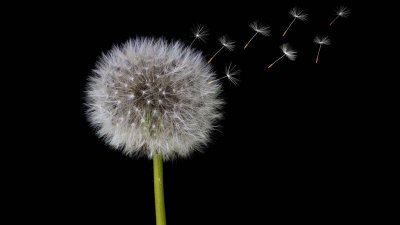 ​晒干的蒲公英煮水喝好还是泡水喝好? 新鲜蒲公英晒干泡水有什么功效