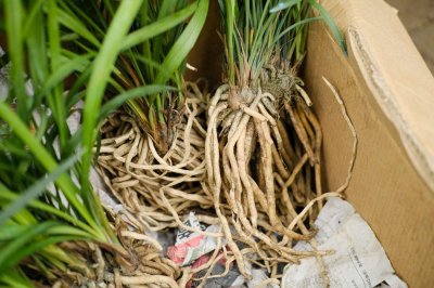 ​兰花弱苗独苗怎么复壮，如何浇水